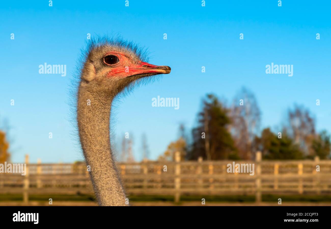 Ostrich Profile of head with red beak and neck on the farm. Stock Photo