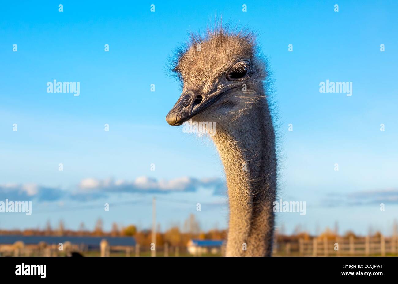 Ostrich head with neck on the farm. Stock Photo