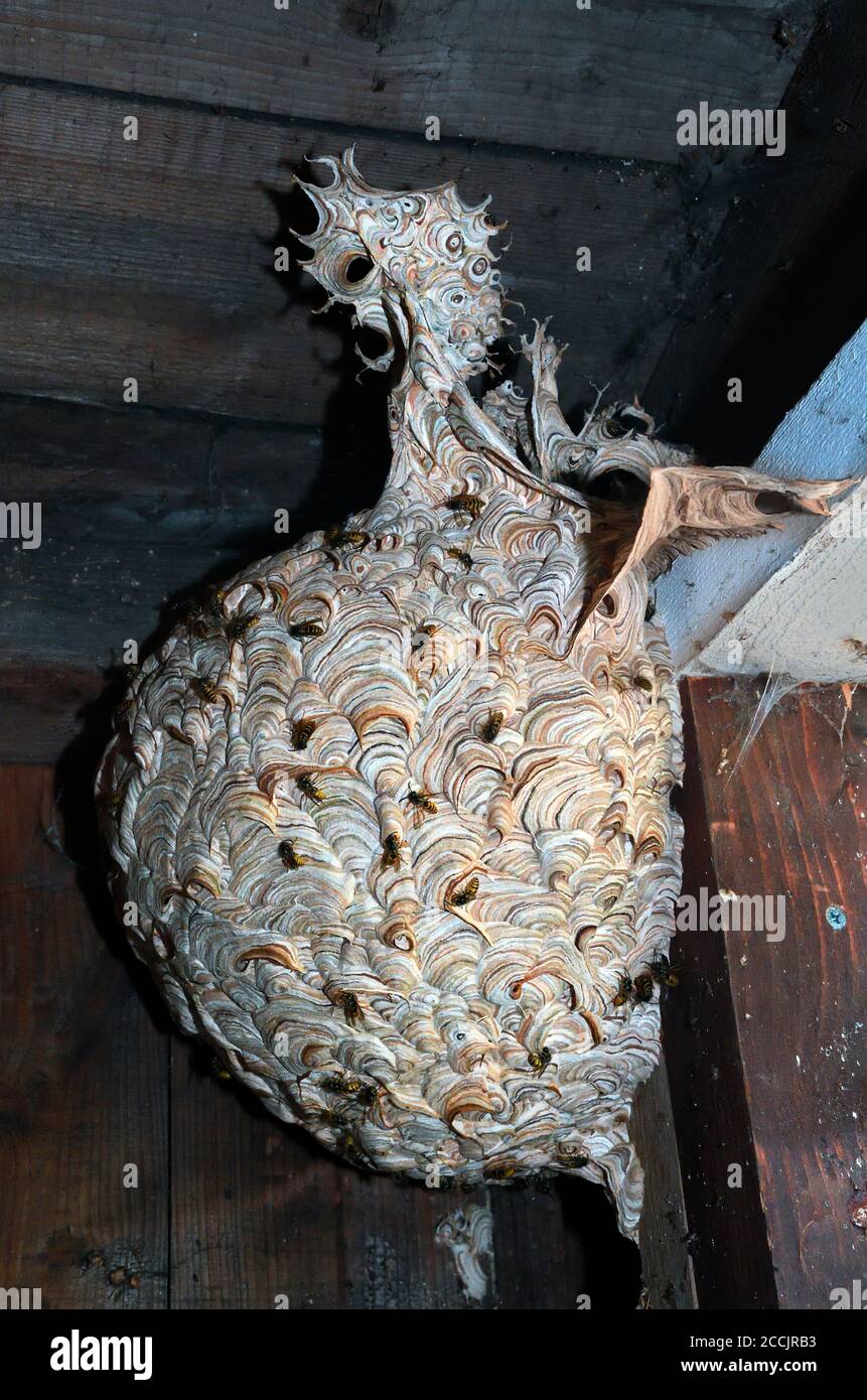 common wasp nest;highlands;scotland Stock Photo