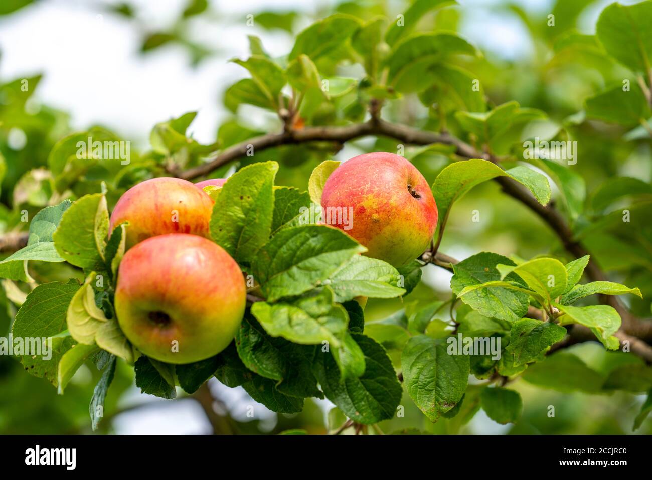 Old apple variety, Prince Albrecht of Prussia, meadow orchard, dessert apple, apple tree, Hemer, NRW, Germany, Stock Photo