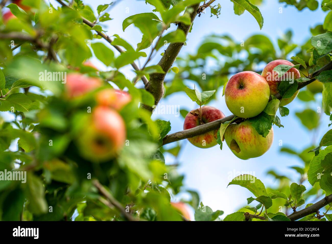 Old apple variety, Prince Albrecht of Prussia, meadow orchard, dessert apple, apple tree, Hemer, NRW, Germany, Stock Photo
