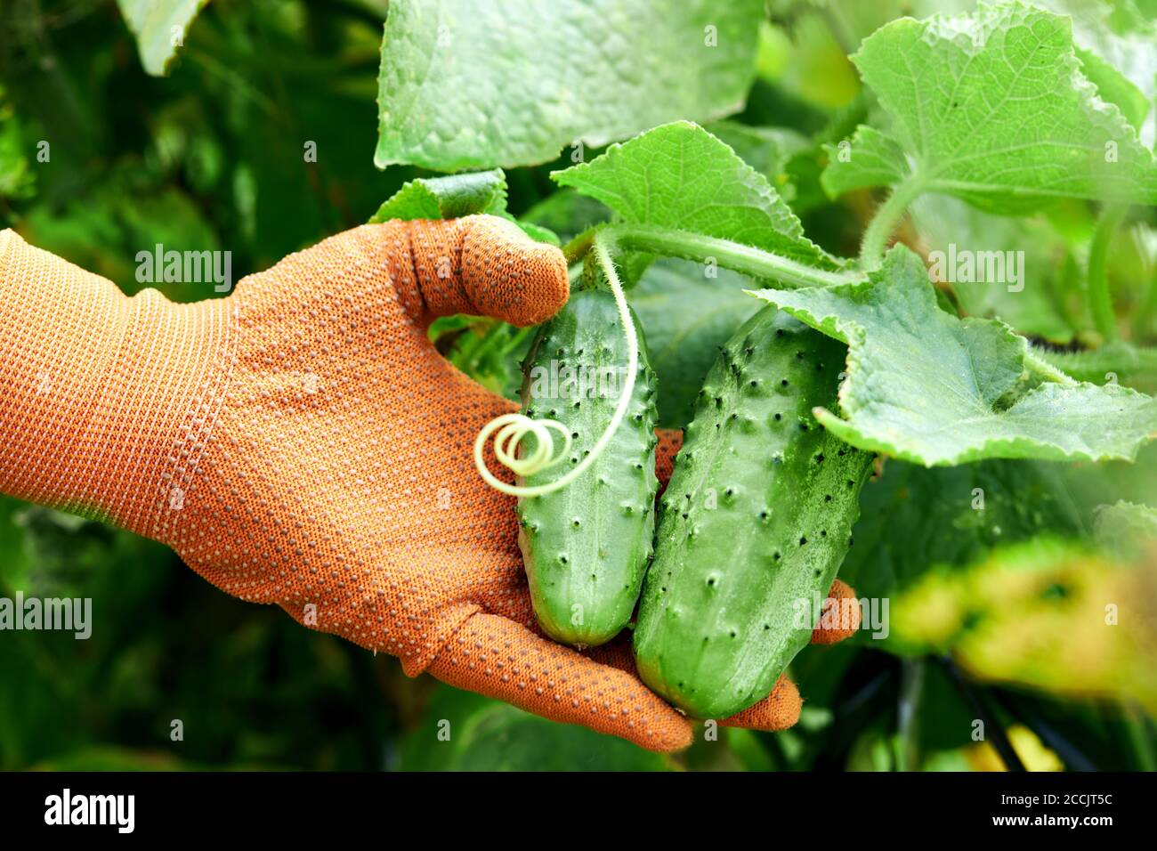 Fresh cucumbers in the hands of a farmer. Organic crop in a farm field. Stock Photo