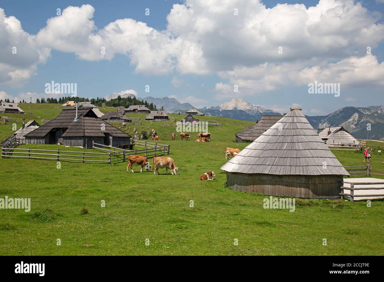 Cows grazing near traditional herdsman huts int he mountain settlement village of Velika Planina in Slovenia. Stock Photo