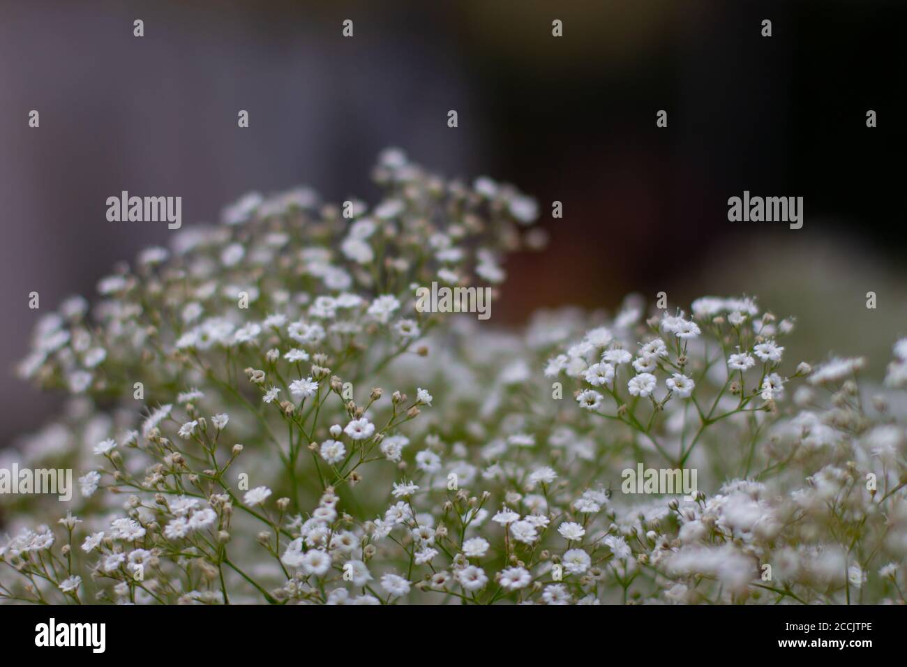 Baby breath plant hires stock photography and images Alamy