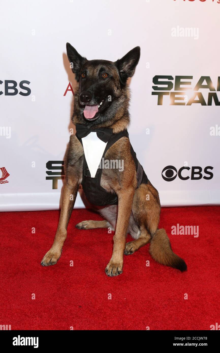 what kind of dog is on seal team