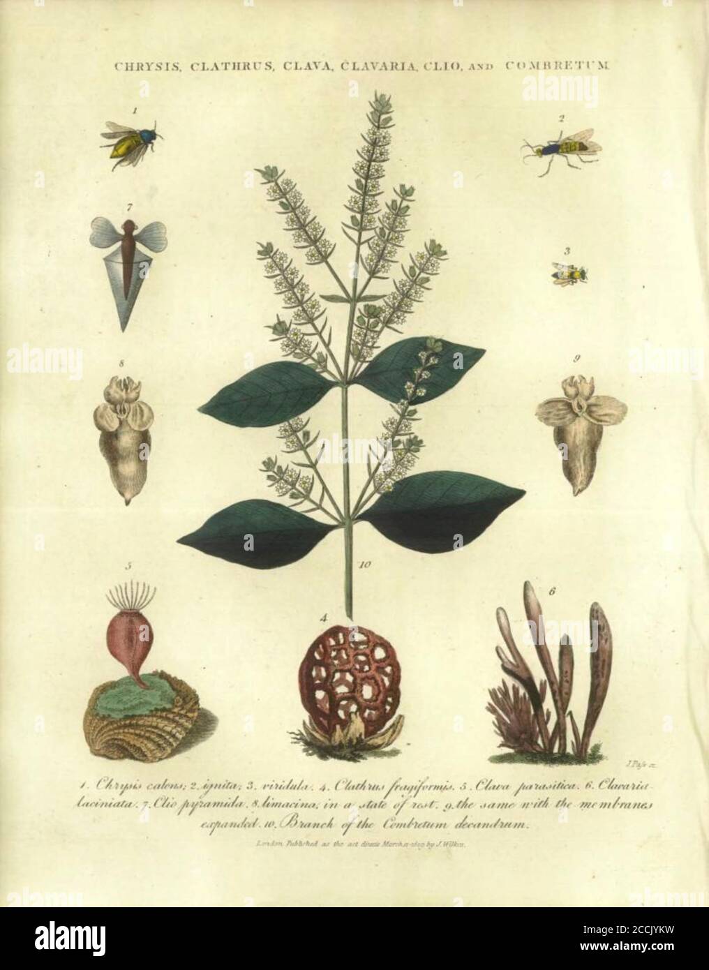 Chrysis (wasp), Clathrus (fungi), Clava (hydrozoa), Clavaria (fungi), Clio (Sea snail) and Combretum (Combretaceae) Handcolored copperplate engraving From the Encyclopaedia Londinensis or, Universal dictionary of arts, sciences, and literature; Volume IV;  Edited by Wilkes, John. Published in London in 1810 Stock Photo