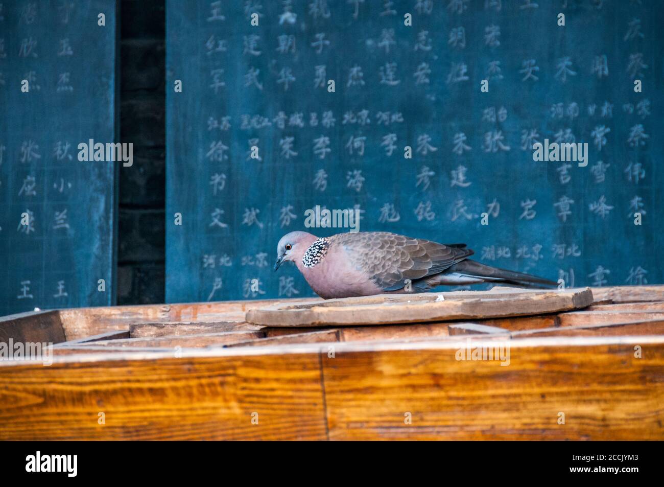 A spotted dove at the City God Temple in Pingyao China. Stock Photo
