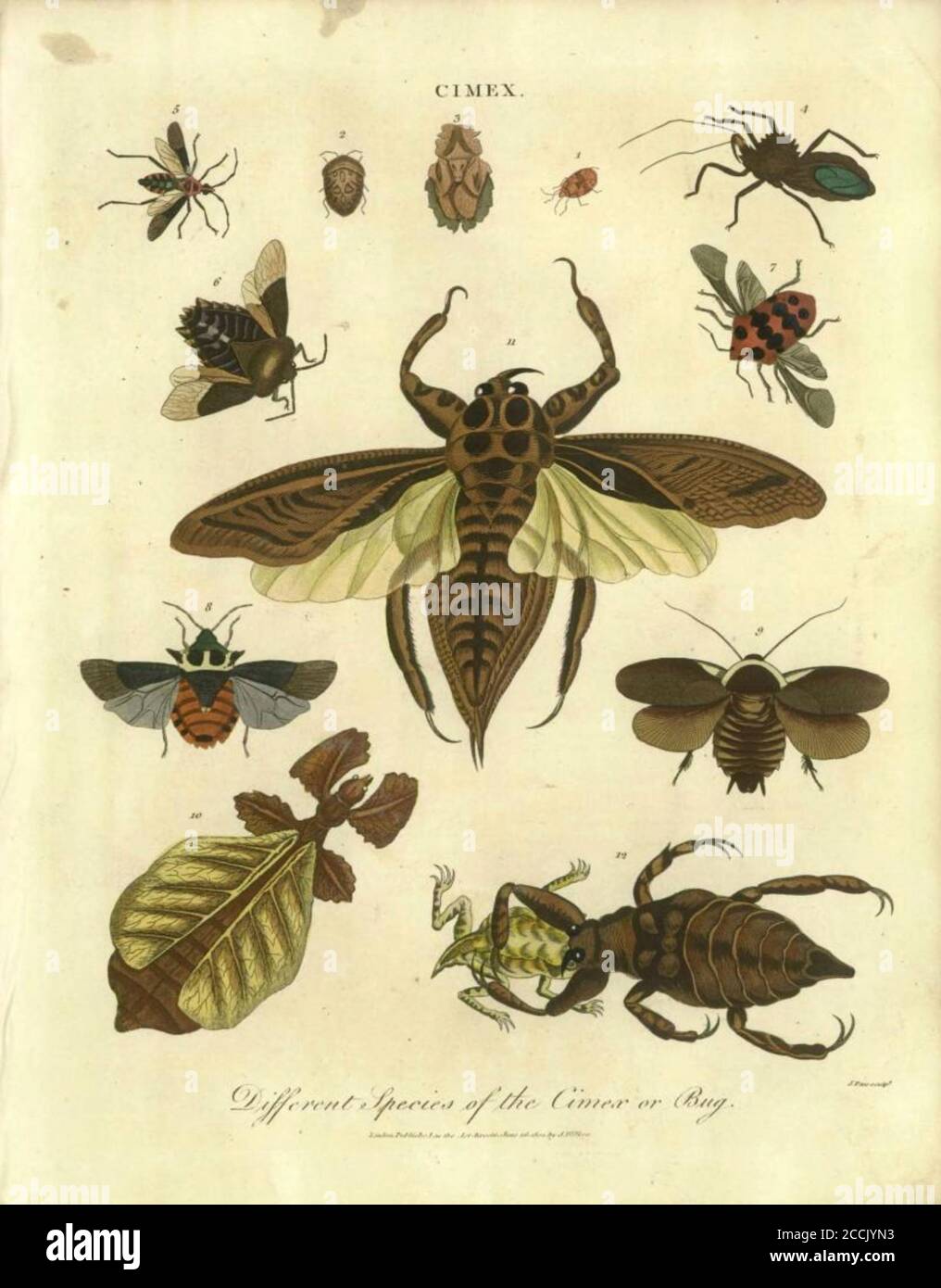 Different species of Cimex bugs and insects, Handcolored copperplate