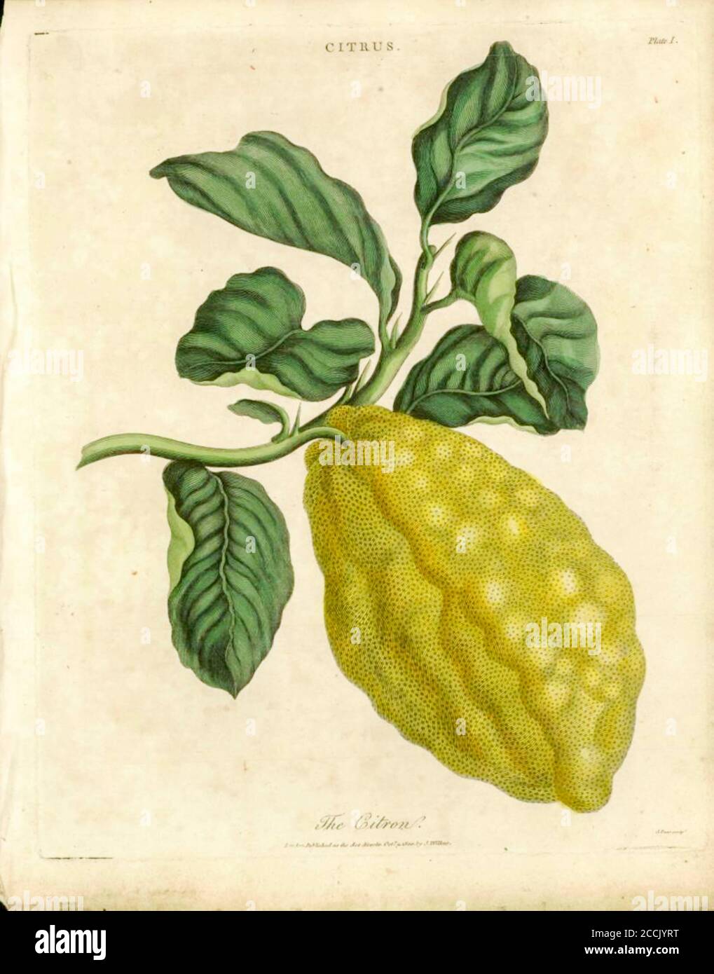 The citron (Citrus medica) is a large fragrant citrus fruit with a thick rind. It is one of the three original citrus fruits from which all other citrus types developed through natural hybrid speciation or artificial hybridization.[2] Though citron cultivars take on a wide variety of physical forms, they are all closely related genetically. It is used widely in Asian cuisine, and also in traditional medicines, perfume, and for religious rituals and offerings. Hybrids of citrons with other citrus are commercially prominent, notably lemons and many limes. Handcolored copperplate engraving From t Stock Photo