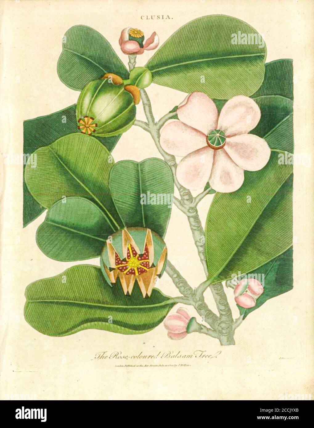Clusia The Rose Coloured Balsam Tree which produces spices and perfumes Handcolored copperplate engraving From the Encyclopaedia Londinensis or, Universal dictionary of arts, sciences, and literature; Volume IV;  Edited by Wilkes, John. Published in London in 1810 Stock Photo