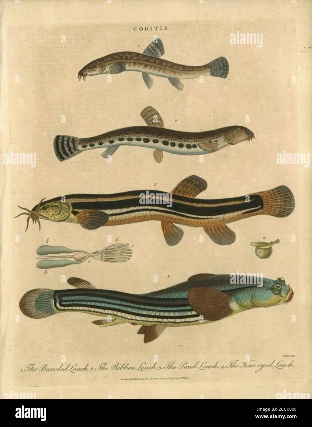 Cobitis Fresh water fish The Bearded Loach the Ribbon Loach the Pond Loach the Four-eyed Loach Handcolored copperplate engraving From the Encyclopaedia Londinensis or, Universal dictionary of arts, sciences, and literature; Volume IV;  Edited by Wilkes, John. Published in London in 1810 Stock Photo