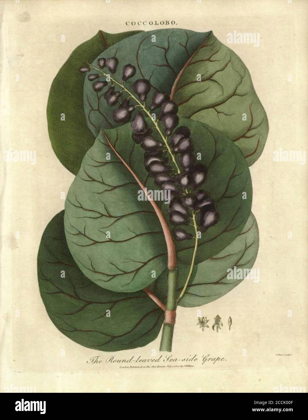 Coccolobo [Coccoloba uvifera] Round leaved Sea-side grape [Seagrape] Coccoloba uvifera is a species of flowering plant in the buckwheat family, Polygonaceae, Common names include seagrape and baygrape. Handcolored copperplate engraving From the Encyclopaedia Londinensis or, Universal dictionary of arts, sciences, and literature; Volume IV;  Edited by Wilkes, John. Published in London in 1810 Stock Photo
