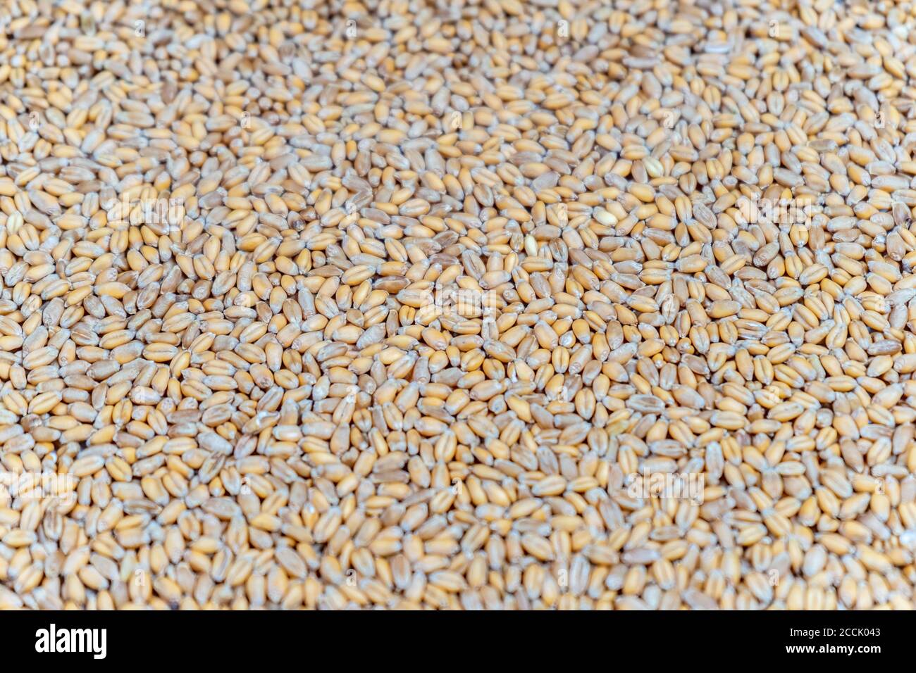 Organic rye grain seeds as background. Top view Stock Photo - Alamy
