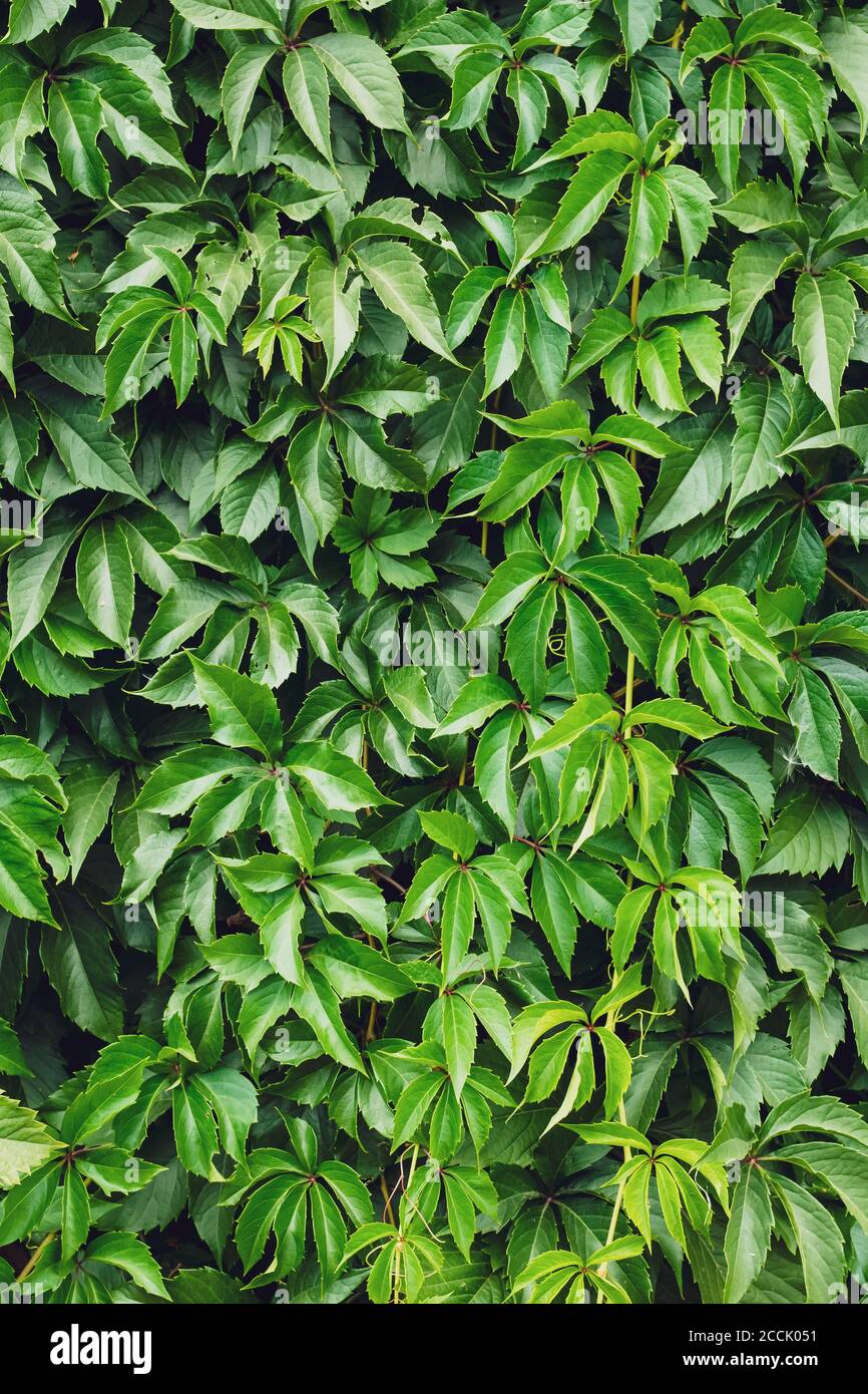 Green creeper leaves on the wall. Natural pattern, texture, green wallpaper. Wild vine leaf background. Liana on the fence, hedge, hedgerow. The conce Stock Photo
