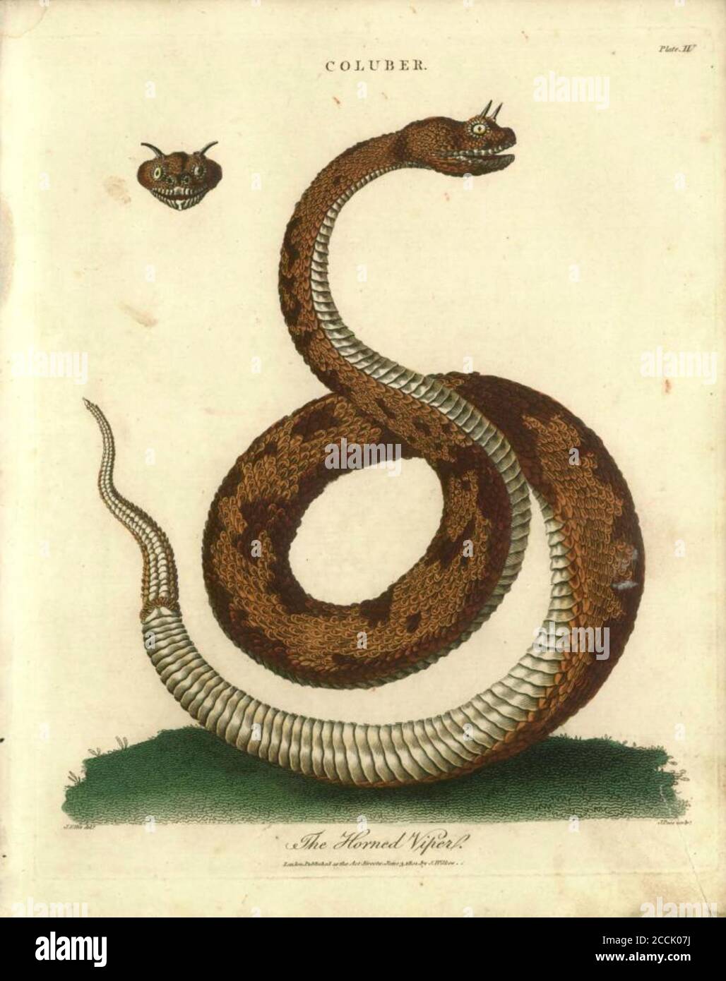 Coluber horned viper snake Handcolored copperplate engraving From the ...