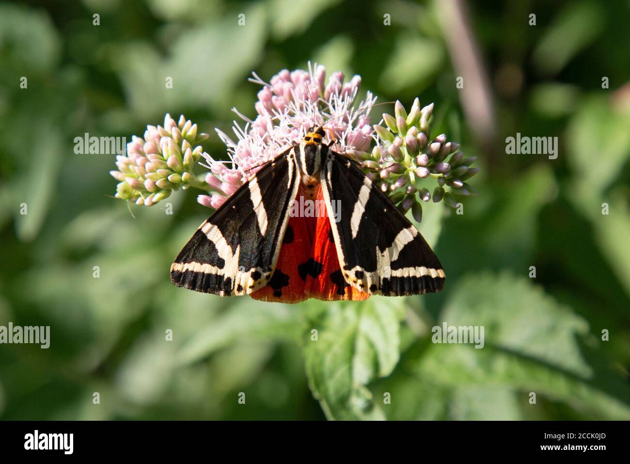 Garden Tiger Moth (Arctia Caja). Photo taken in Slovenia. Stock Photo