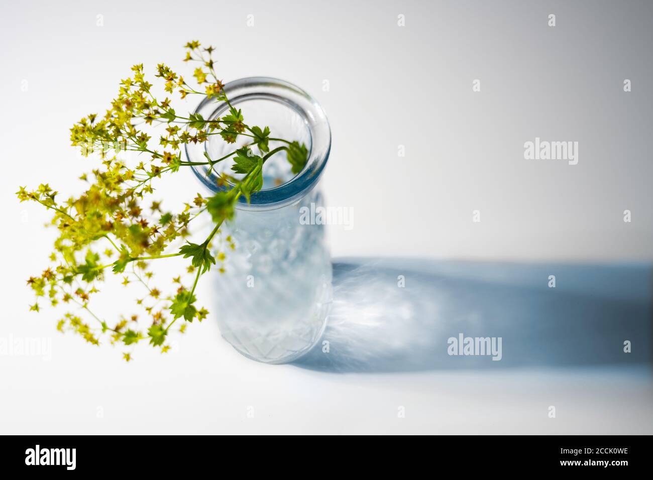 Glass vase with flowers from lady's mantle (Alchemilla) and a blue shadow on a white background with copy space, view from diagonal above, selected fo Stock Photo