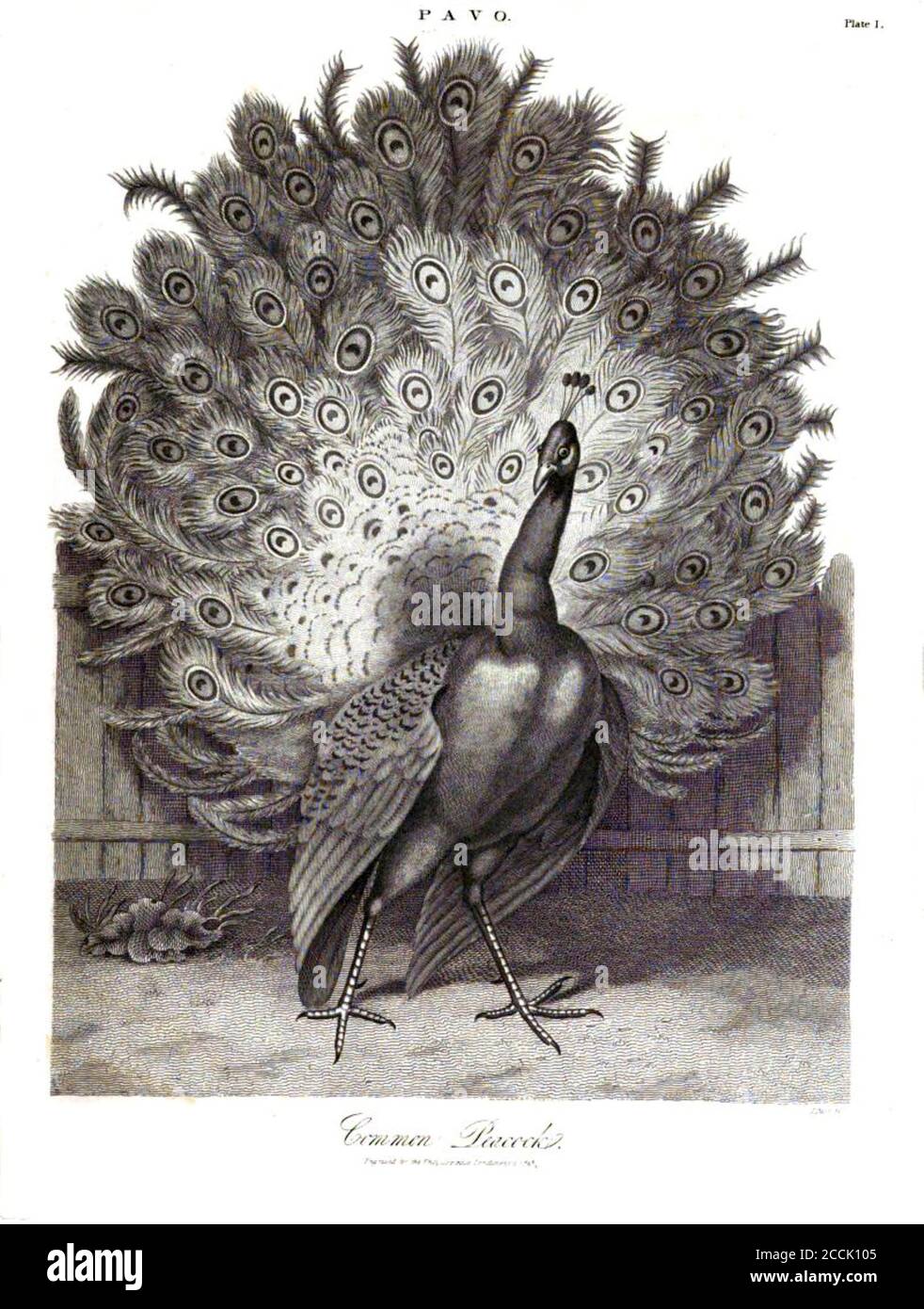 19th century Copperplate engraving of a Common Peacock From the Encyclopaedia Londinensis or, Universal dictionary of arts, sciences, and literature; Volume XIX;  Edited by Wilkes, John. Published in London in 1823 Stock Photo