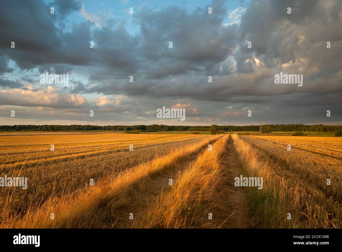 A dirt road through mowed fields and dark clouds during sunset Stock Photo