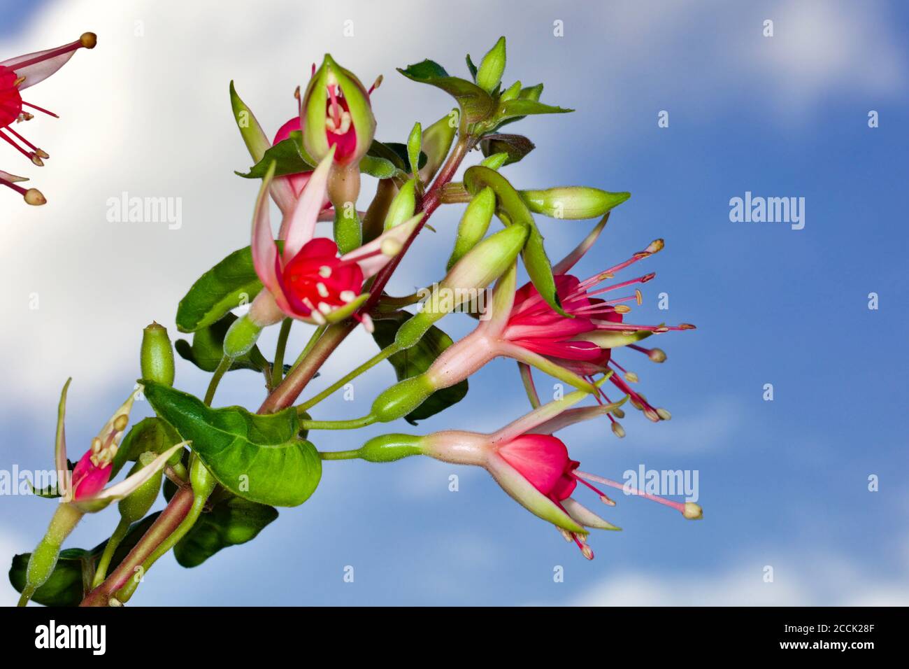 Fuchsia 'Celia Smedley' Stock Photo