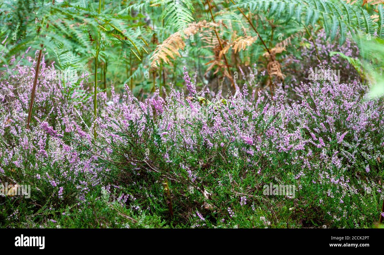 Beautiful plants in Oakhanger Forest, Hampshire, UK Stock Photo