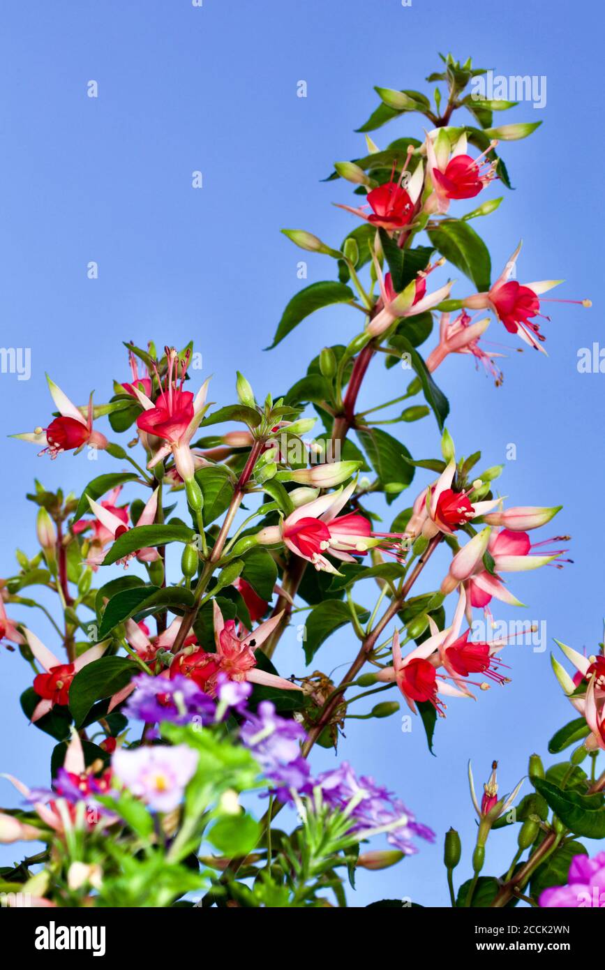 Fuchsia 'Celia Smedley' Stock Photo - Alamy