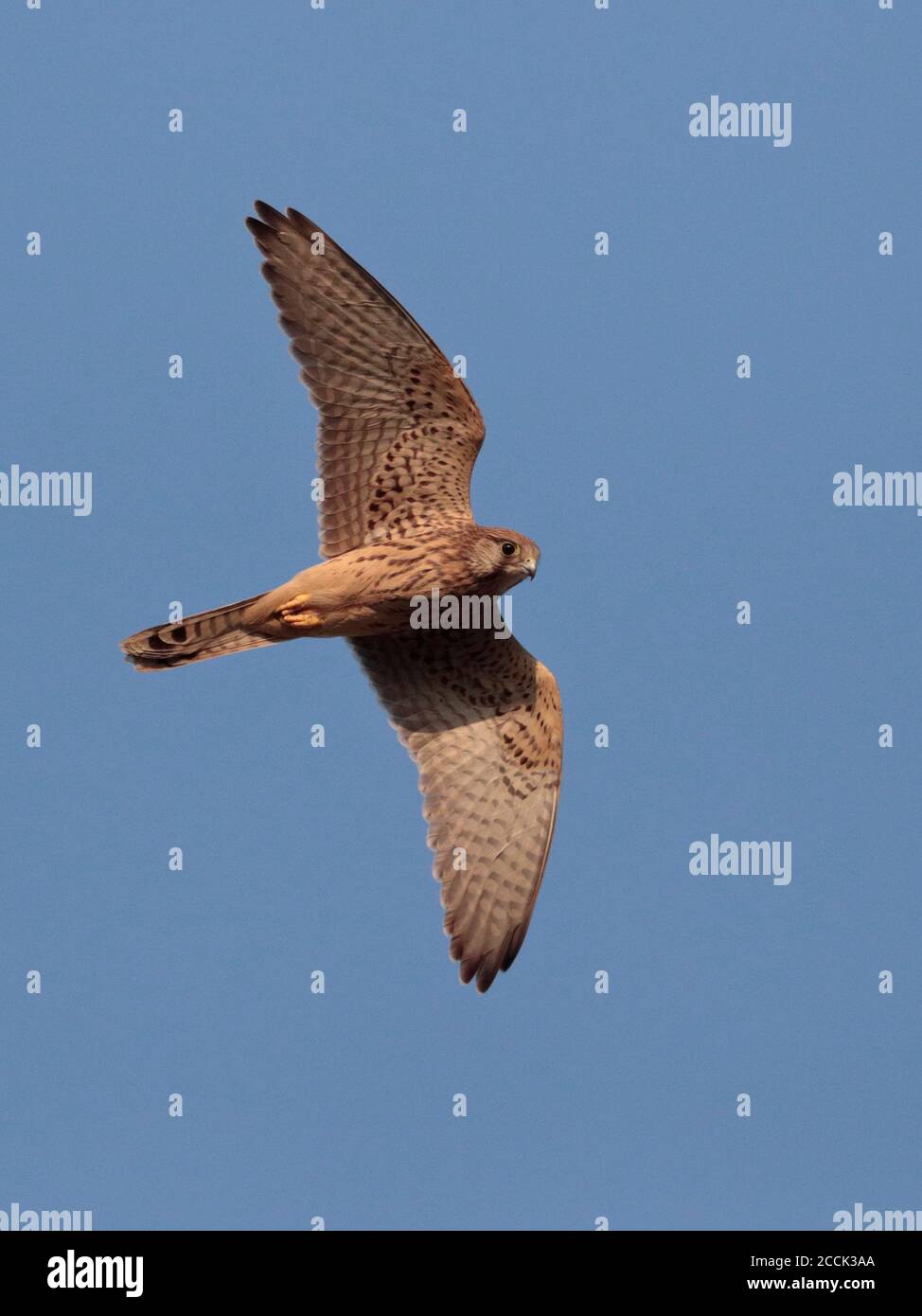 Common Kestrel (Falco tinnunculus),  female in flight, Tsim Bei Tsui, New Territories, Hong Kong 4th October 2018 Stock Photo
