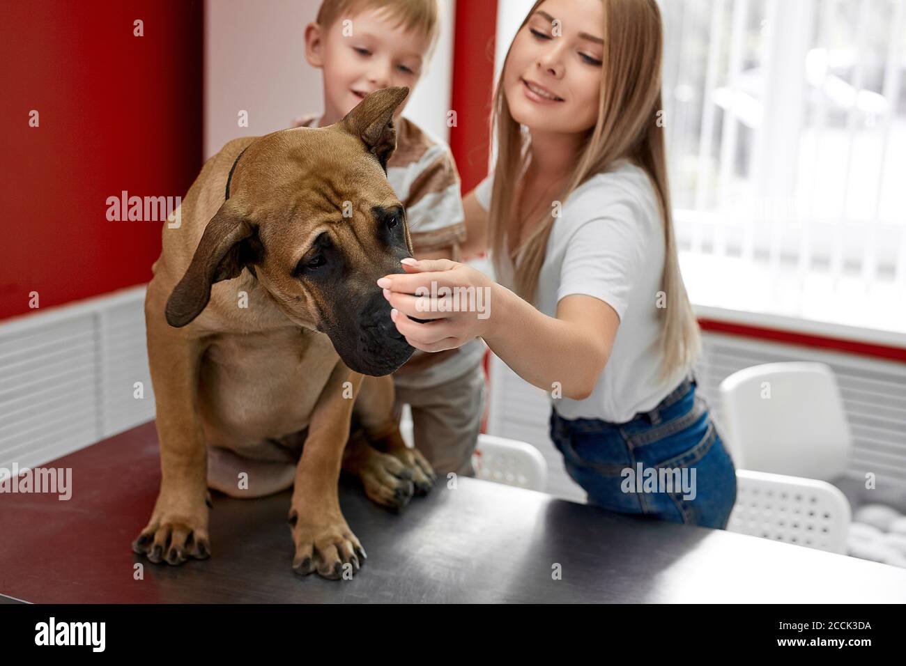 owners of the dog calm down, hug the dog before the examination in vet