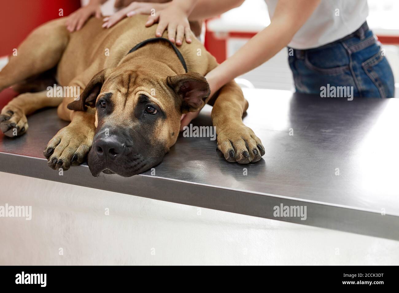 owners of the dog calm down, hug the dog before the examination in vet