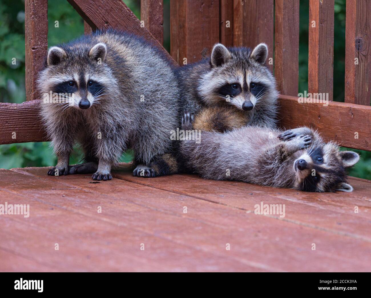 Three young raccoons relaxing on a weathered wooden deck. Stock Photo