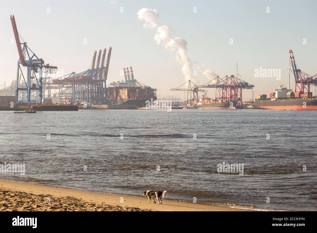 Germany, Hamburg, Dog walking along riverside beach with commercial dock in background Stock Photo