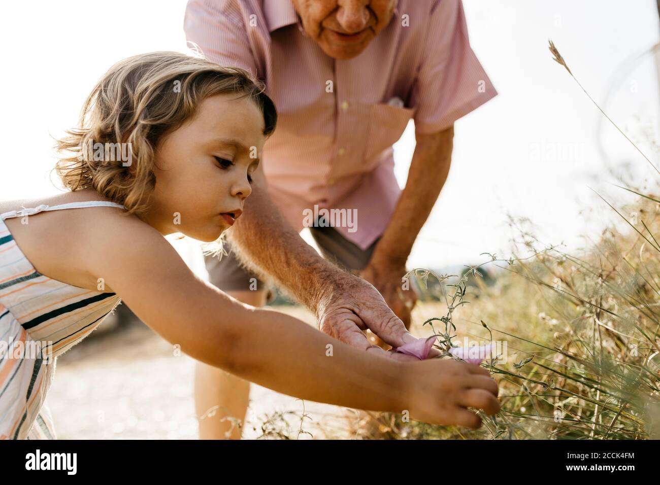 Close-up of cute girl with grandfather picking flowers from plant Stock Photo