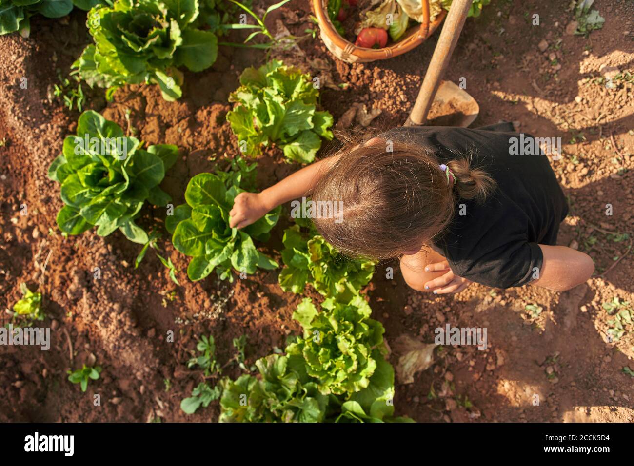 Girl harvesting lettuce in garden, from above Stock Photo