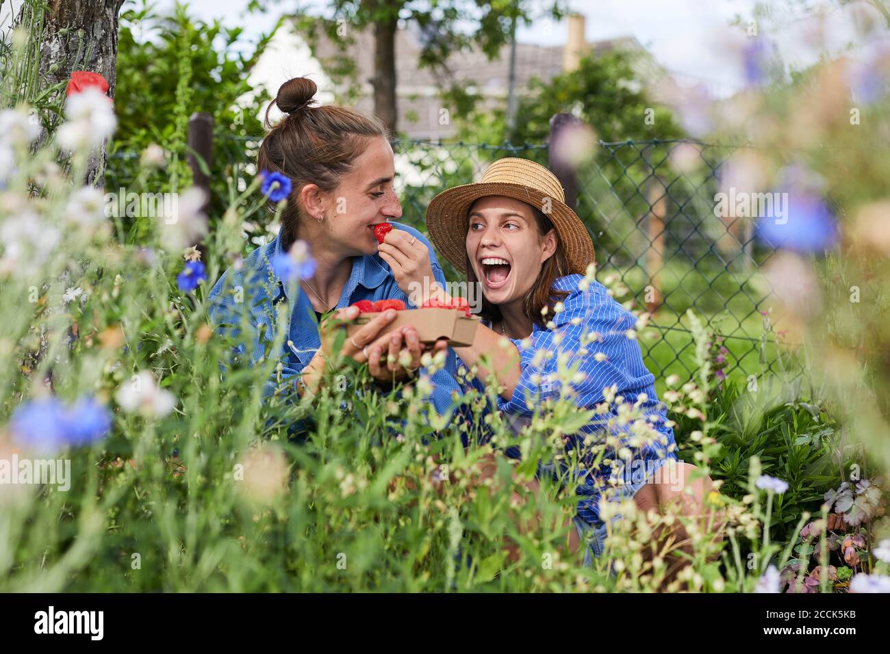 Cheerful woman feeding strawberry to female friend in garden Stock Photo