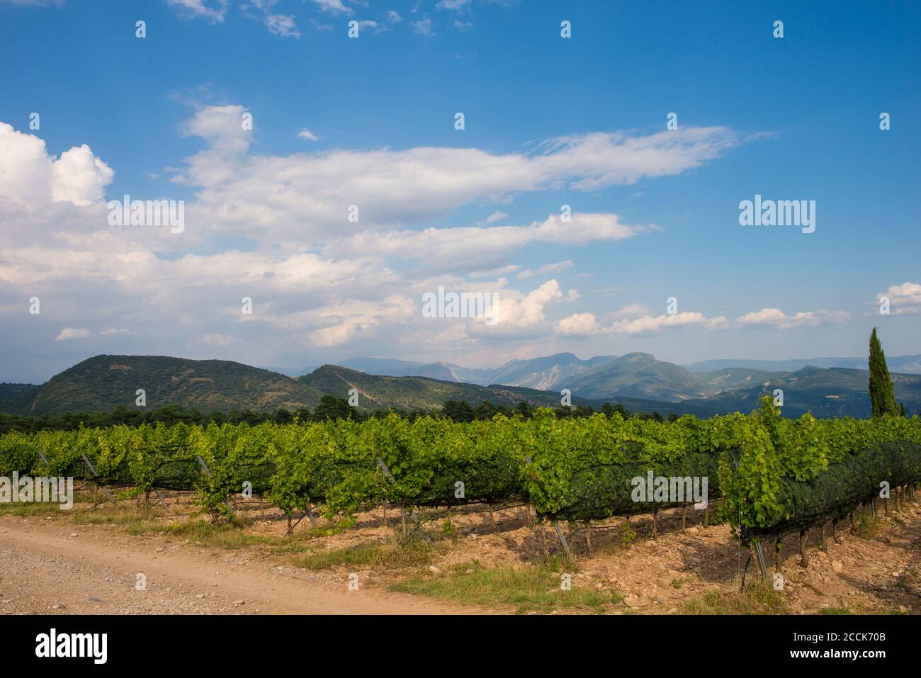Spain, Catalonia, Clouds over countryside vineyard in summer Stock Photo