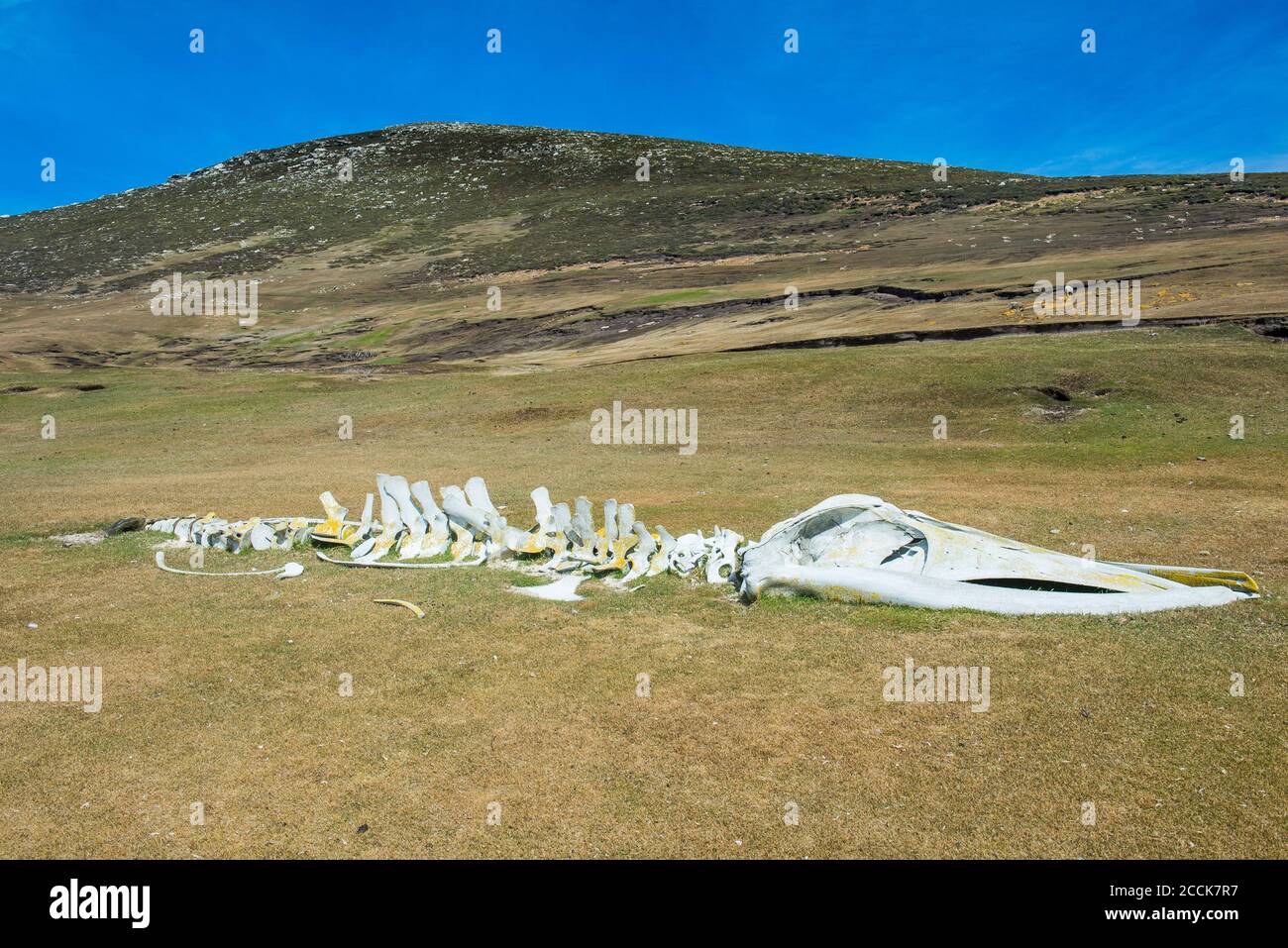 UK, Falkland Islands, Old whale skeleton lying on Carcass Island Stock Photo