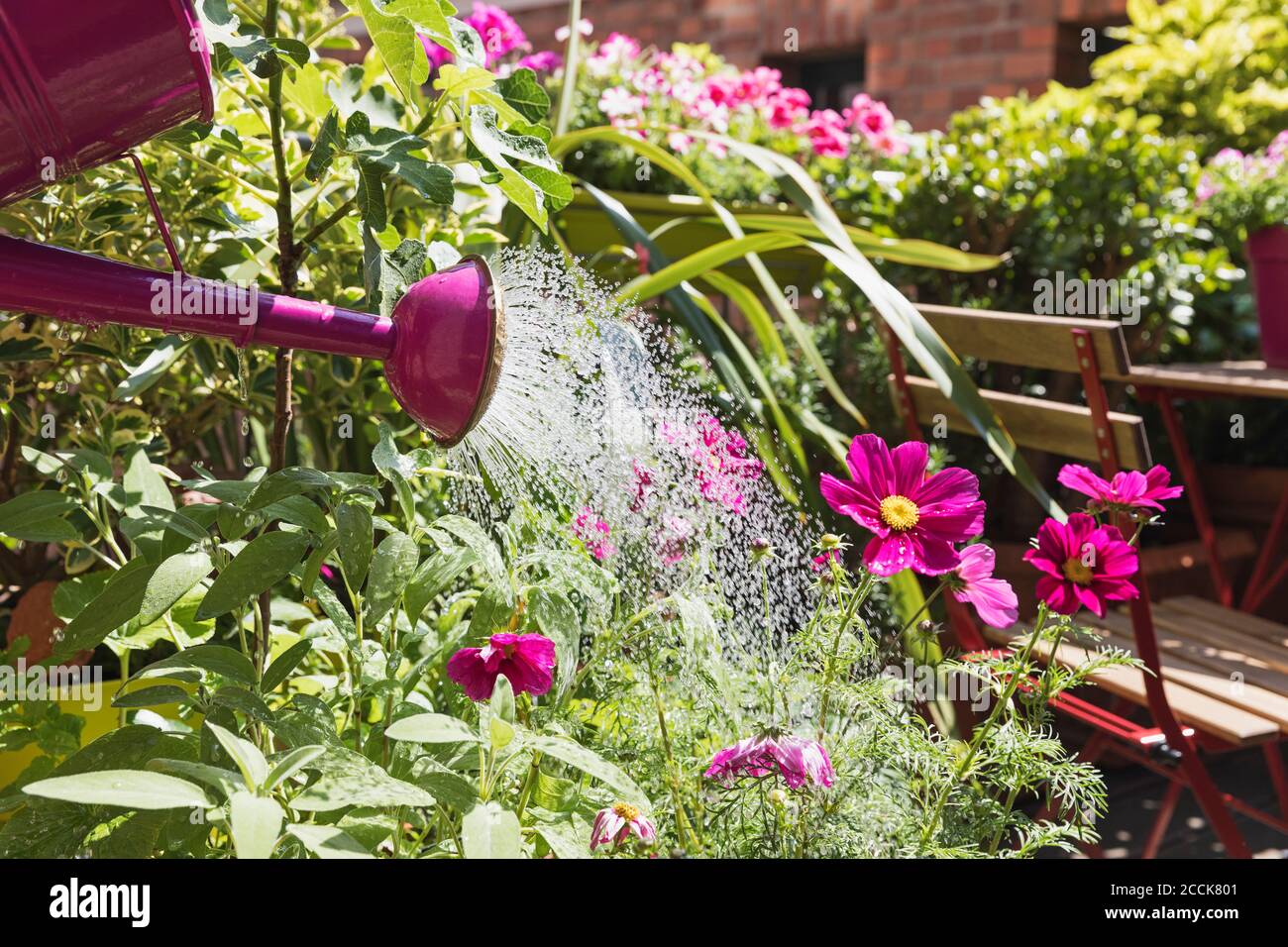 Person watering plants and summer flowers on balcony Stock Photo