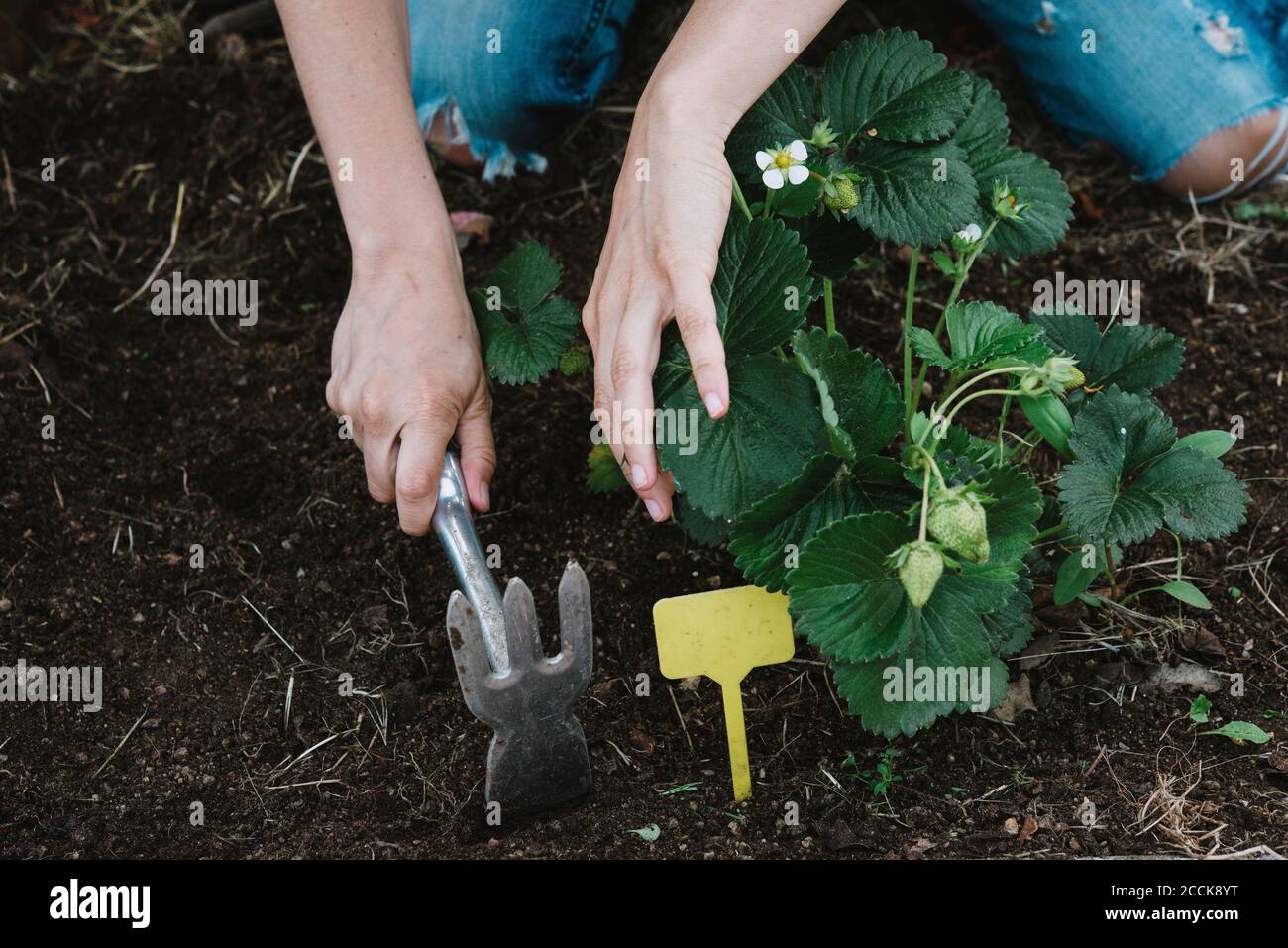 Close-up of woman hands digging in dirt at garden Stock Photo