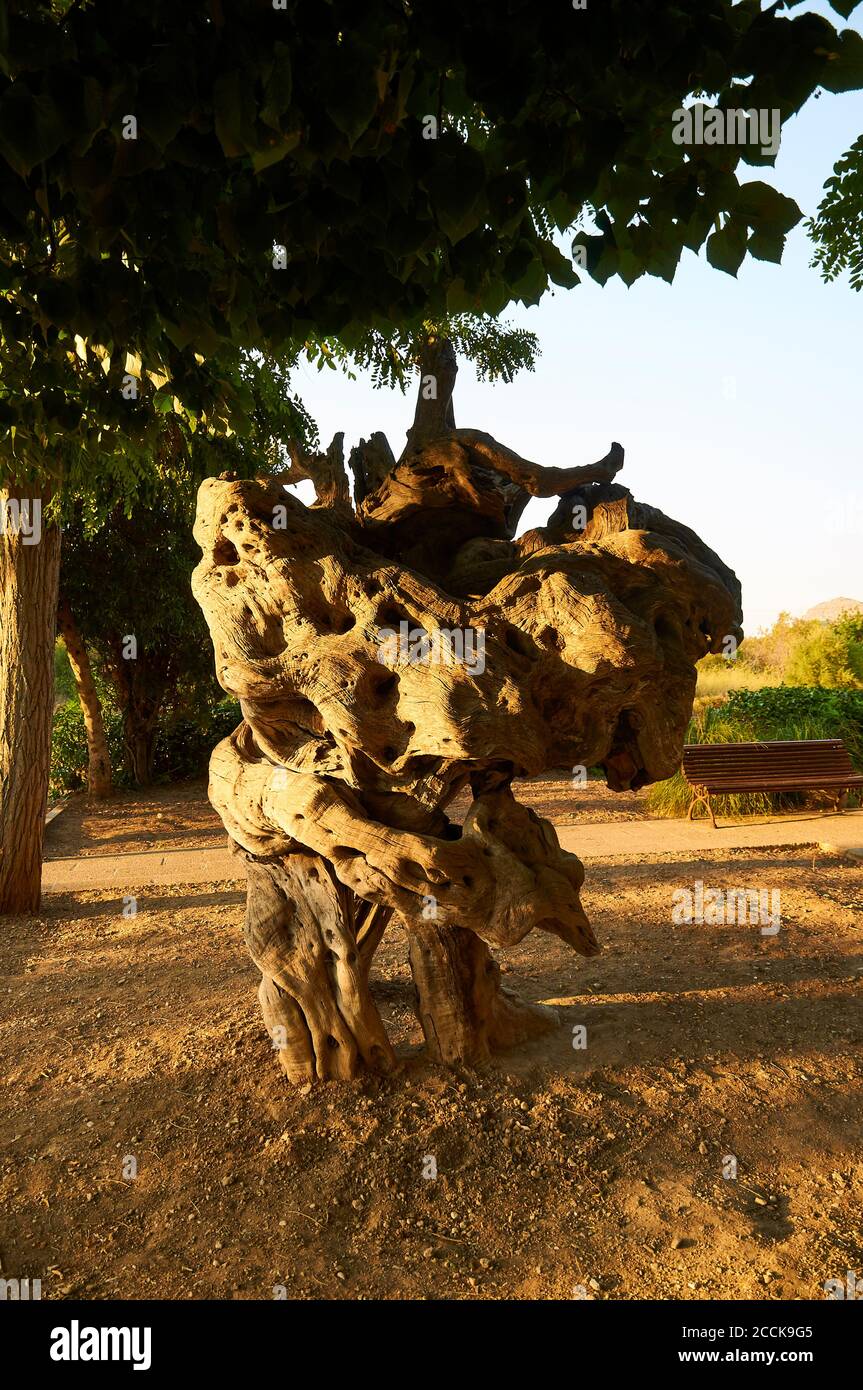 An olive-tree trunk sculpture in a park near the Puente Romano in Pollença at sunset (Pollensa, Majorca, Balearic Islands,Spain) Stock Photo