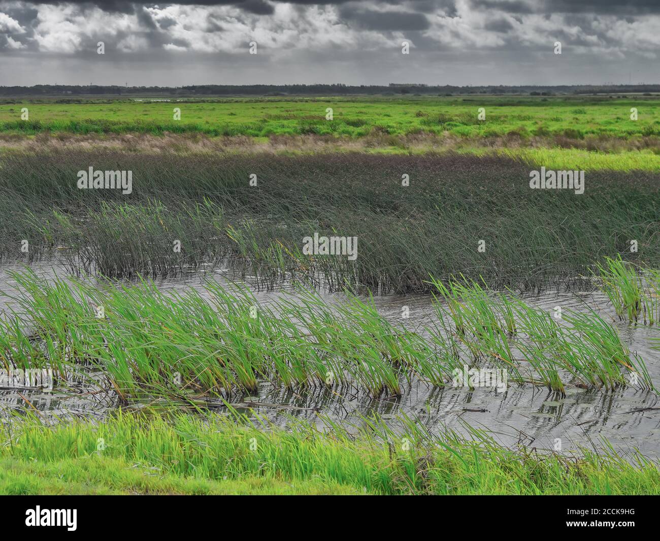 Skjern enge meadows flood delta in Denmark Stock Photo - Alamy