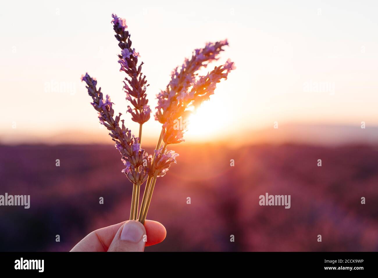 Hand rising women hi-res stock photography and images - Alamy