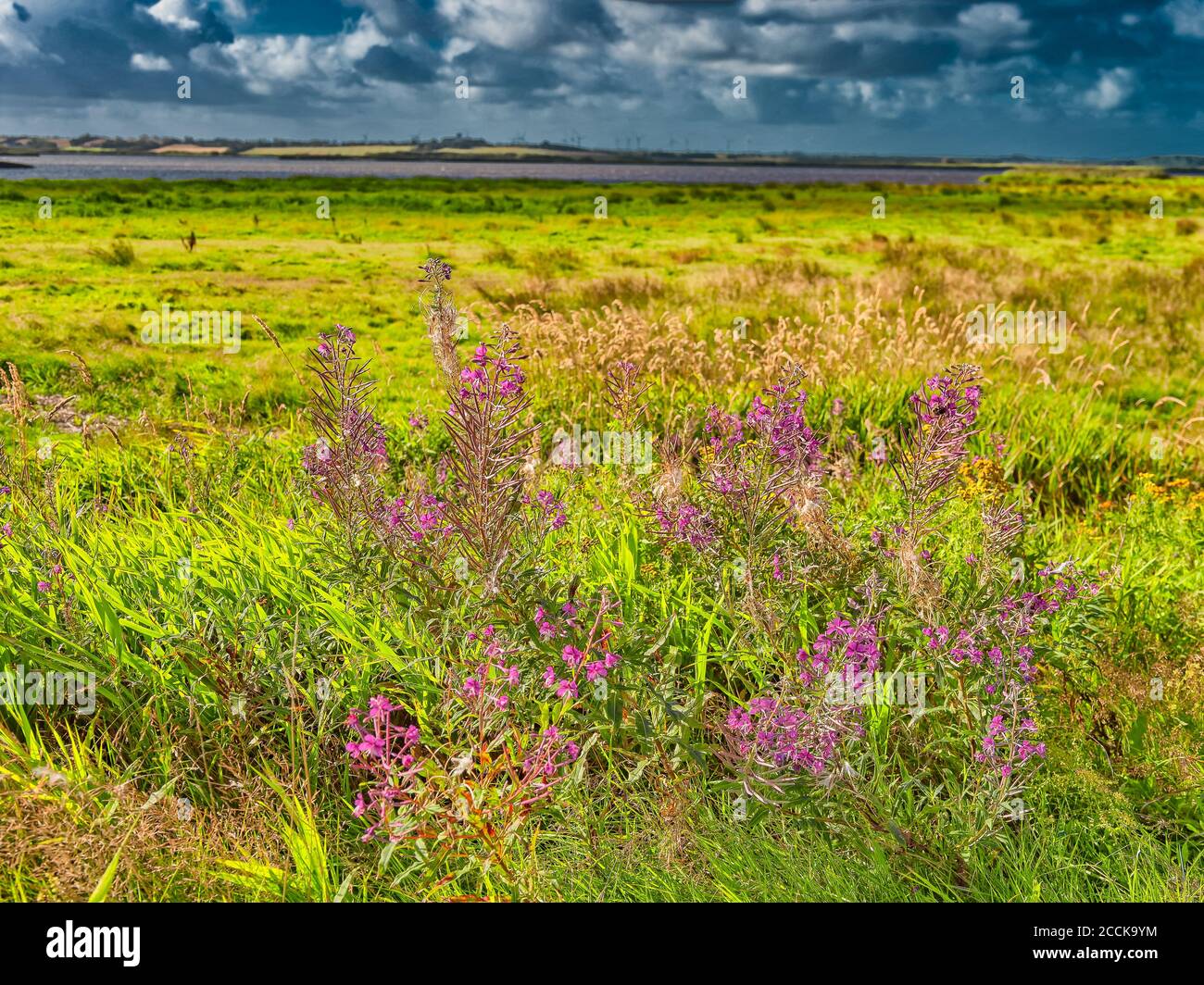 Wild Fireweed plants in the Skjern enge meadows, Denmark Stock Photo
