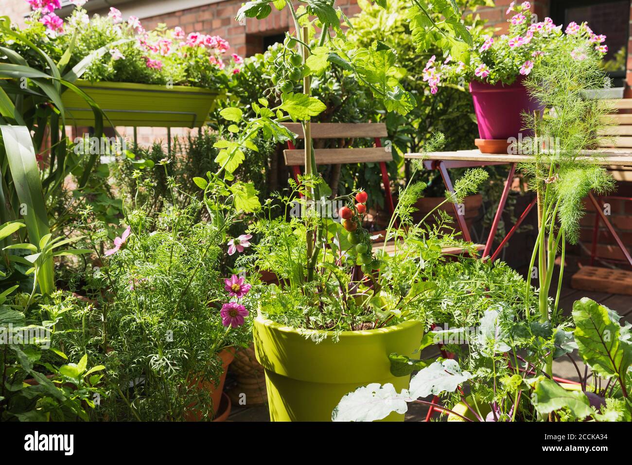 Vegetables growing in recycled plastic plant pots on balcony Stock Photo