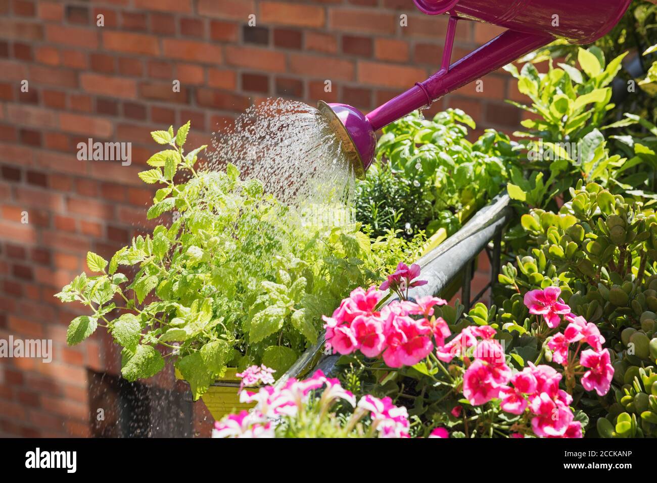 Person watering plants and summer flowers on balcony Stock Photo
