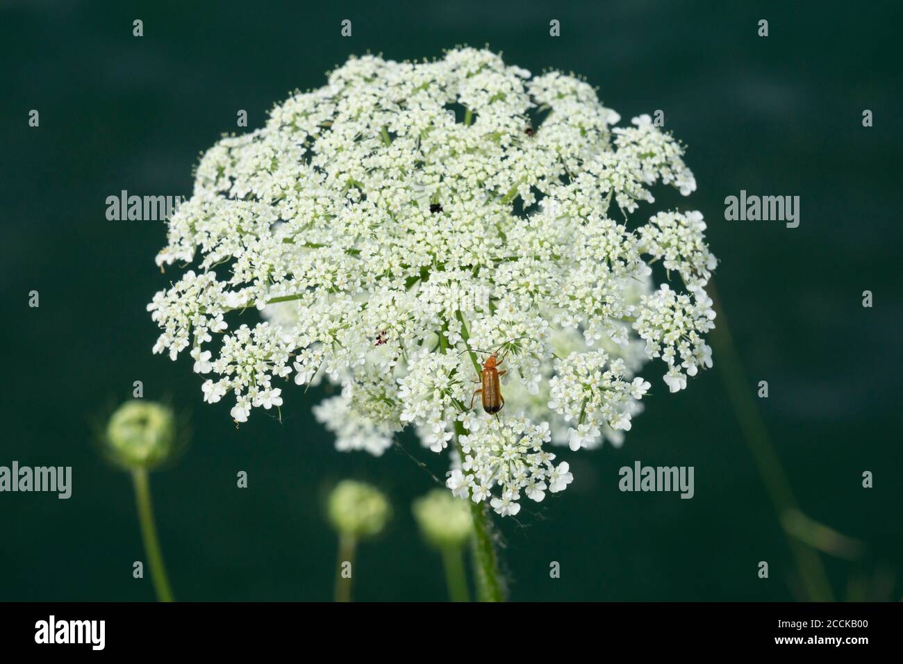 Wild carrot (Daucus carota) in bloom Stock Photo