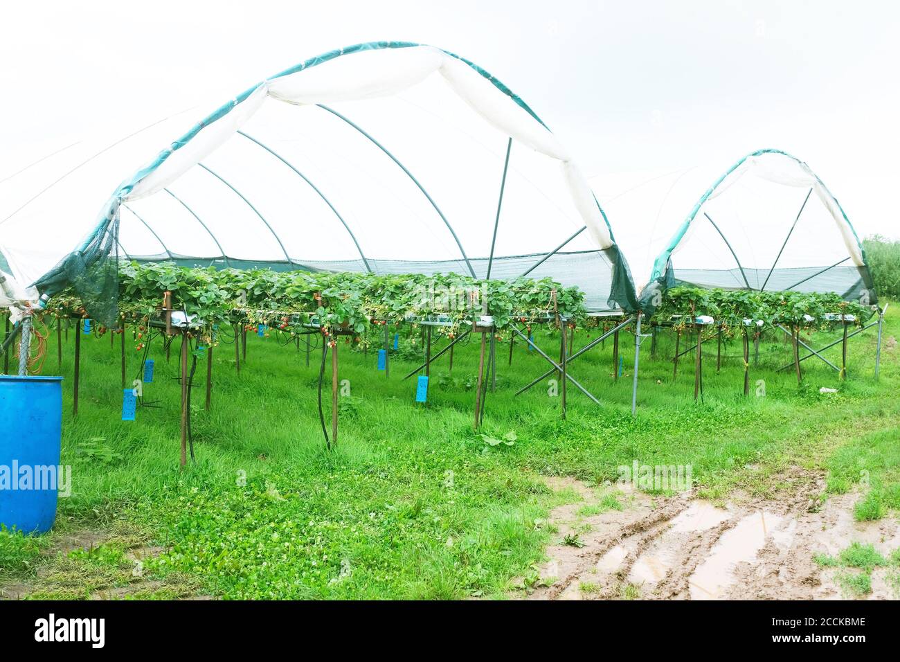 Farming polythene crop cover hires stock photography and images Alamy