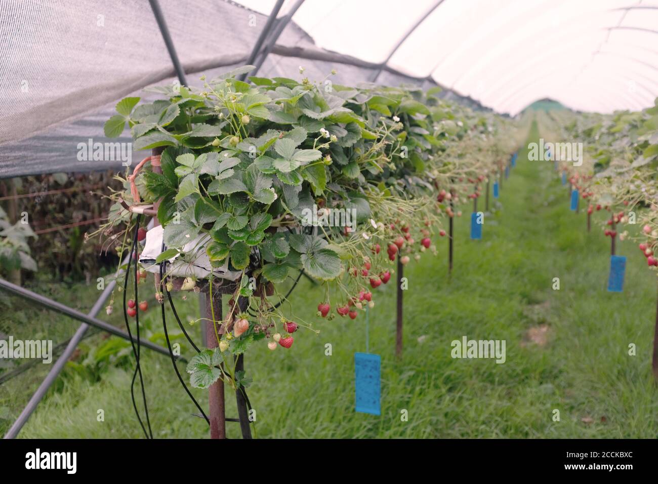 August 2020 Commercial strawberry growing under polythene Stock Photo