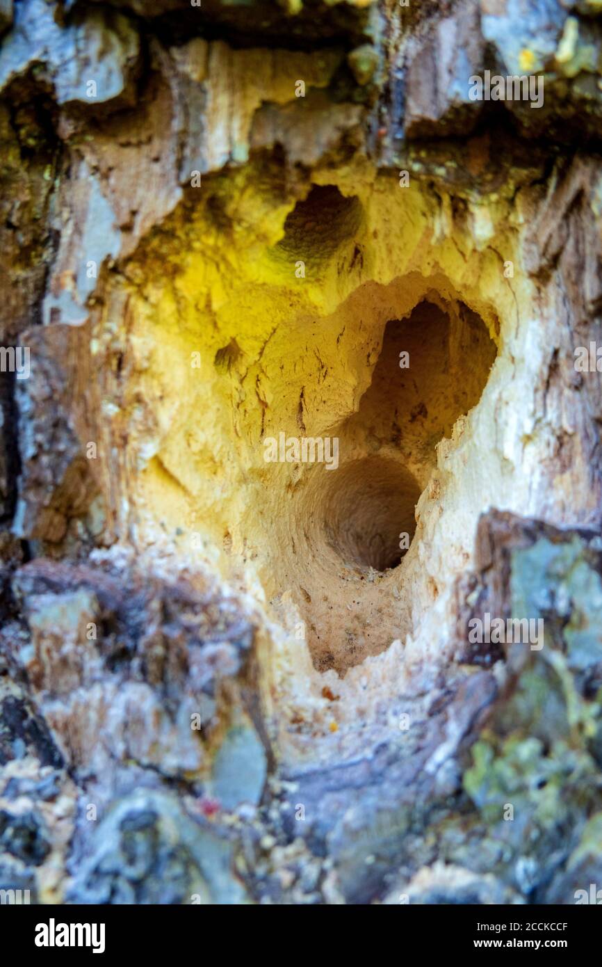 Tree trunk used as hotel for carpenter bees, close-up Stock Photo