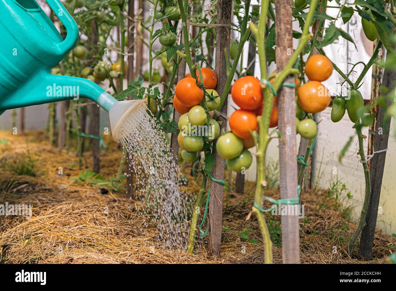Tomato plants are being watered Stock Photo Alamy