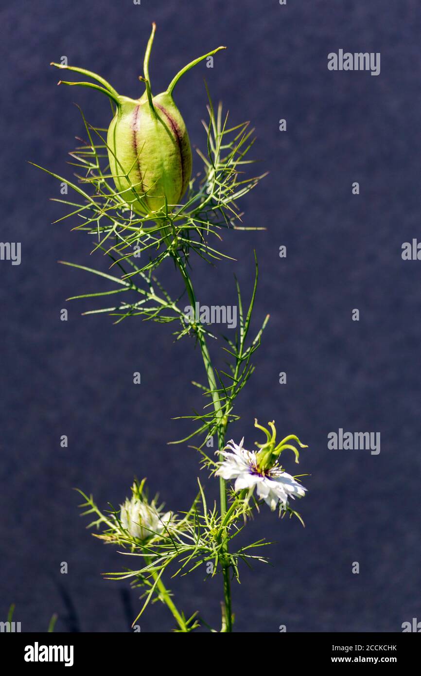 Ragged lady plant (Nigella damascena) in spring Stock Photo